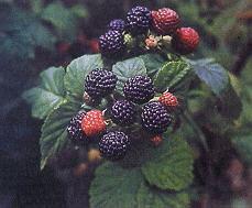 Black Raspberries Native to North America Not as winter hardy as reds More disease susceptible (?) Verticillium Viruses Less productive (?