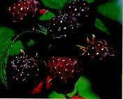 Mac Black and Munger Purple Raspberries Mac Black Released in 2000 From a private breeding program in Ontario Late season Maturity Medium to large berries Flavor is mild and good Vigorous, erect