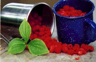 Black Raspberry Production Tips Red Raspberry Trickle Irrigation High Organic Matter in Soil Raised Beds Mulching Shade