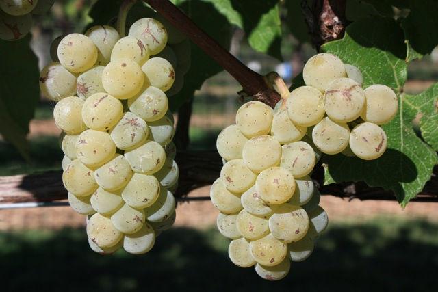2 Development of wine grapes in the grape variety trials at