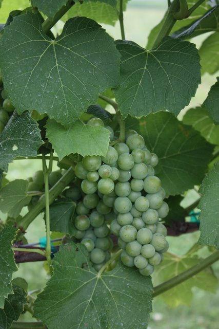 3 Development of wine grapes at the Peninsular Agricultural Research Station (PARS)