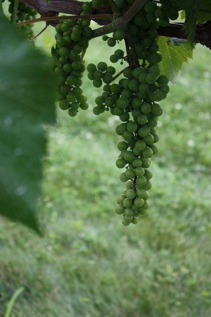 4 Development of wine grapes at the Peninsular Agricultural Research Station (PARS) Sturgeon Bay, WI and the West Madison
