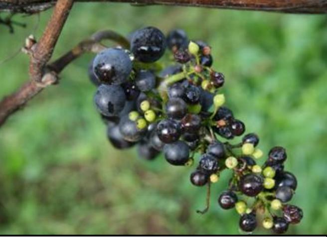 Factors That Influence Fruit Set, reprinted from the June 2013 issue of the Finger Lakes Vineyard Notes Hans Walter- Peterson, Finger Lakes Grape Program reduce the number that will ultimately form