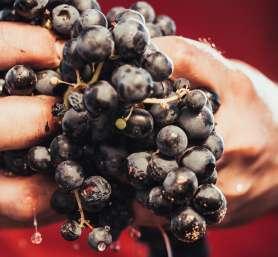 The yeast-fungus Aureobasidium pullulans was detected in the grapes at higher levels and its presence in the wine samples analyzed was surprisingly high.