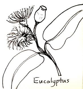 10 P age 8a. Eucalyptus species (inc.