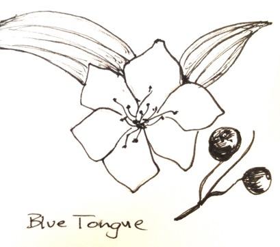 12 P age 10a. Blue Tongue (Melastoma malabathricum) This plant is found in many parts of Australia and Asia on the edges of forests. It is sometimes referred to as a native Rhododendron.