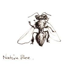 15 P age 13a. Native Bees (Tetragonula Carbonaria) Sugarbag or honey from these small native stingless bees was prized by Aboriginals who collected it from wild nests and traded it.