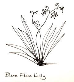 18 P age 2b. Blue Flax-lily (Dianella congesta) The fibre of the leaf is very strong and suitable for splitting and twisting into cords or weaving into baskets.