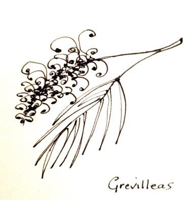 38 P age 2d. Grevillea species (many hybrid species) Like the banksias, grevillea flower spikes produce a nectar important to wildlife: bees, butterflies and birds.