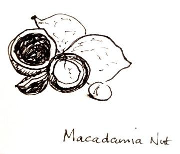61 P age 4f. Queensland Nut (Macadamia integrifolia) For thousands of years Aborigines feasted on these sweet delicious nuts that naturally grew on the slopes of the Great Dividing Range.