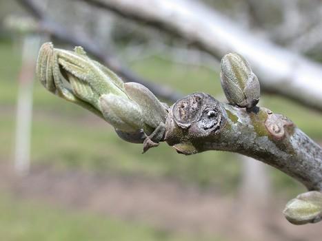 Walnut Blight Control Experience over the Last 20 years Richard P Buchner Tehama County farm Advisor 1) Complete walnut blight research information is available at the UC Fruit and Nut information