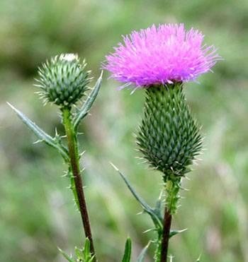 2. Bull thistle Origin: Europe, Western Asia, and North Africa. Description: Bull thistle, also called common thistle, is a biennial in the sunflower family.