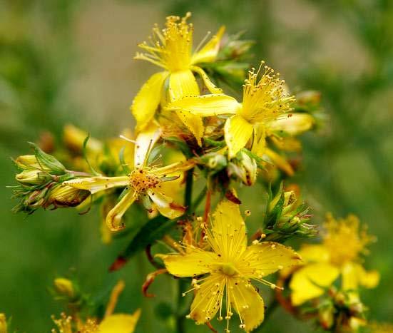5. Klamath weed Other common name: St. John's wort. Origin: Europe. Description: Plants grow from 1 to 3 feet tall with numerous upright stems growing from the base of the plant.