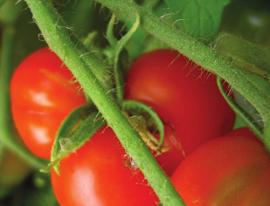 PAYNE S TERRIFIC TOMATOES FOR 2014 This year Payne s will be offering 40 varieties of heirloom/open-pollinated tomatoes, chosen from seed catalogues all over the world.