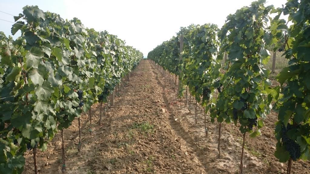 3.2. Tip tla Tip tla predstavlja jednu od glavnih uloga razvitka vinove loze, njezinog rodnog potencijala, razvoja i porasta, kao i za kvalitetu groţċa i vina, a poznati su razliĉiti tipovi tala od