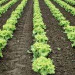 Climate and soils Require a cool climate optimum 70 degree day, 50 degree night Seedlings resistant to moderate frost Maturation rate temperature dependent Varieties are mostly daylength neutral,