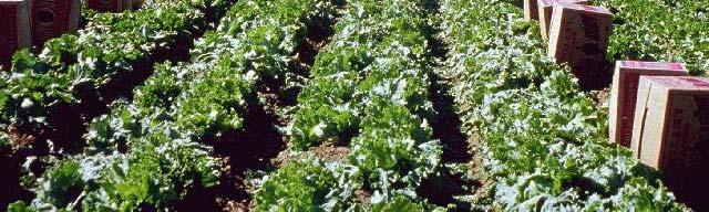 of adequate size Head firm Leaves green No bolting Production - Harvest Multiple harvests
