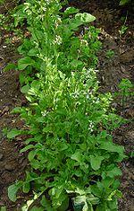 Species: Eruca vesicaria (mustard family) Origin: Southern Europe/Western Asia Partially domesticated, often cultivated