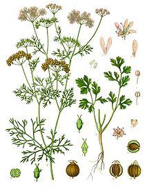 Coriandrum sativum (carrot family) Origin: Western Asia Small-scale production worldwide Production: from modern-intense