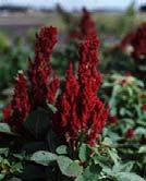 production for processing, market-garden production for fresh use Amaranth Species: Amaranthus tricolor Native of Central