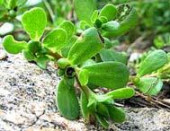 Purslane Species: Portulaca oleracea Native of India or Iran Common weed throughout the world Often gleaned from uncultivated sites Some domesticated forms cultivated (subsistence) Succulent leaves