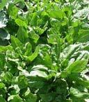 Spinach Use and production Traditionally a potherb, now important salad crop Considered of high value nutritionally Important in the U.