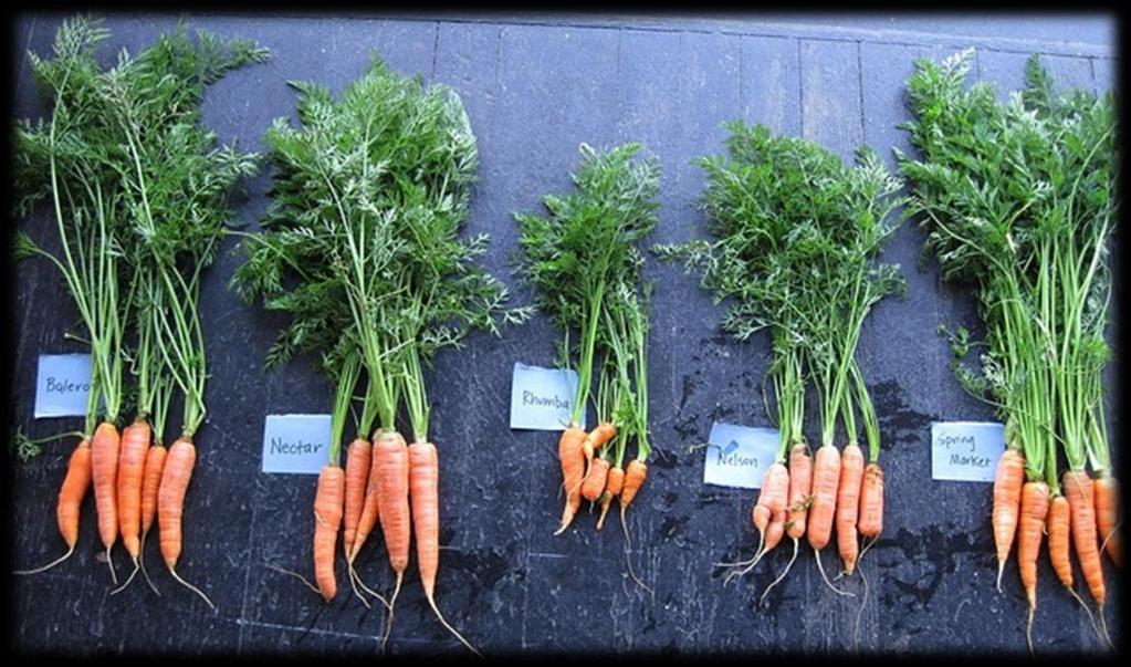 NOVIC trials evaluate performance of organic & non-organic varieties and breeding lines from university & independent