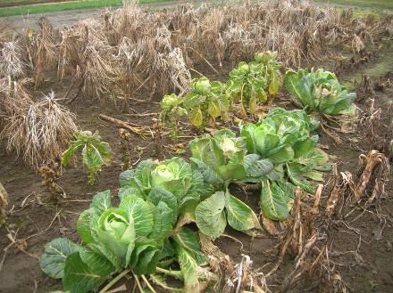 Frost Hardiness or Cold Tolerance Hardy (withstand heavy frost) - spinach, onion, rhubarb, cabbage, collards and kale Semi-hardy (withstand light frost)