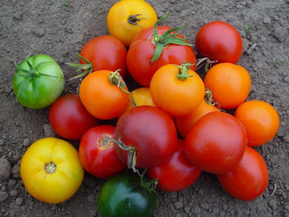 OSU Tomato Releases Tomatoes Willamette VF Medford Large German Cherry OR Cherry OR 11