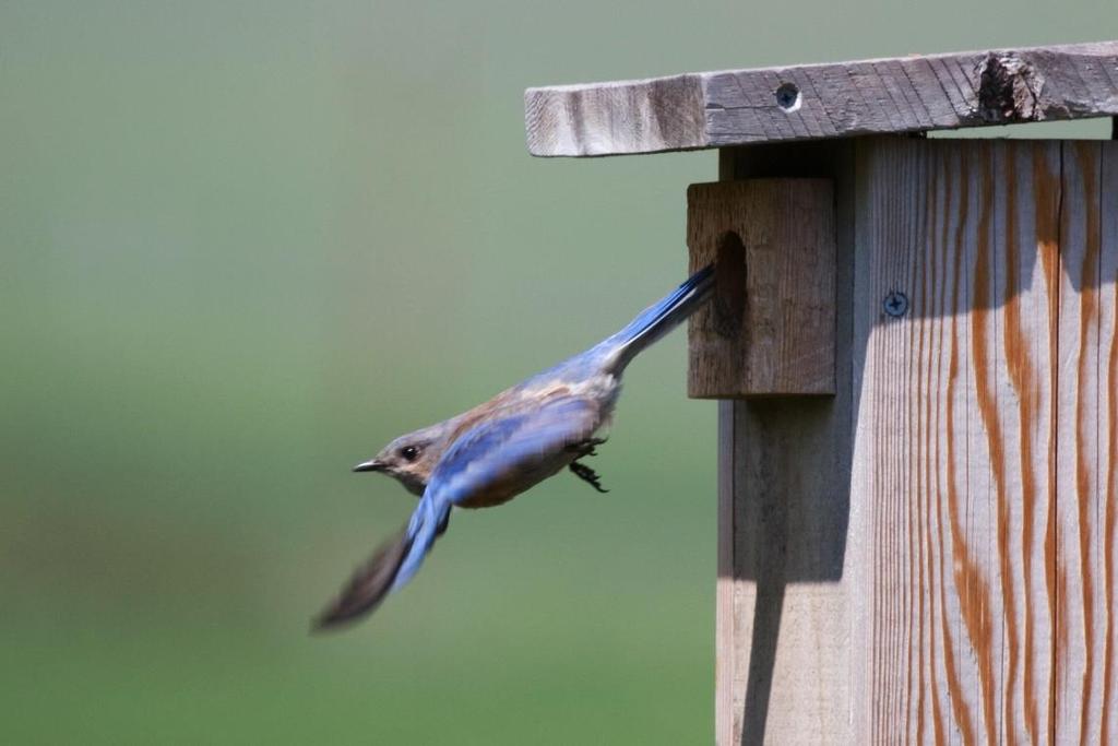 CONCLUSIONS Provision of nesting habitat for bluebirds by managers can