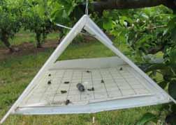 Traps for monitoring peach insects Use large delta traps with removable sticky liners.