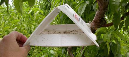 Also learn biofix date for codling moth. At least 3 traps per species per farm. After that, 1 per 5 acres.