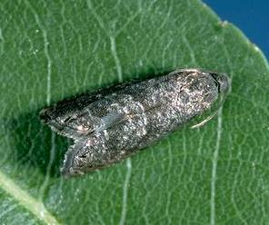 Oriental fruit moth Pyrethroid resistance confirmed in Calhoun County Survival at diagnostic dose that should