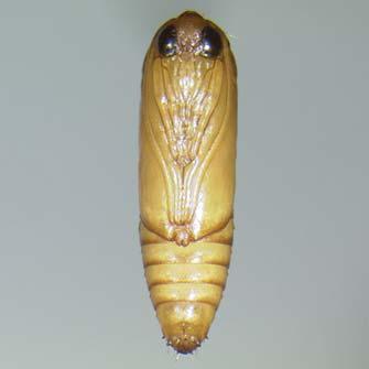 Newly hatched larvae are off-white and about 1/16 inch long. The head capsule is dark brown, almost black.