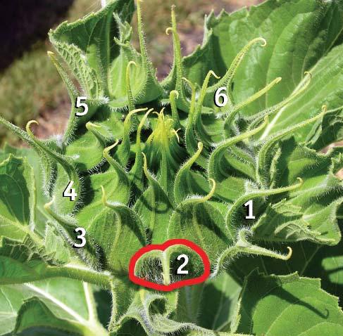 when most of the plants in the field are at plant stage R3 (distinct bud elongated ¾ inch above the nearest leaf, yellow ray petals not visible, see Figure 2).
