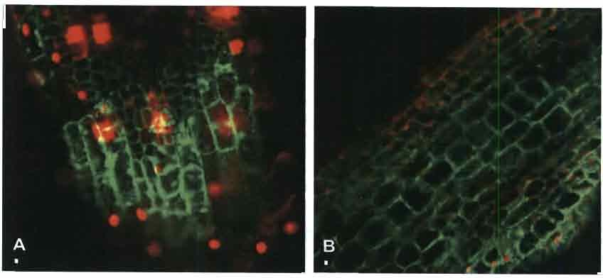 Figure 9. Localisation de l'expression de la GFP par microscopie confocale dans des tissus indifférenciés proches des méristèmes chez des racines de C. arabica transformées par A.