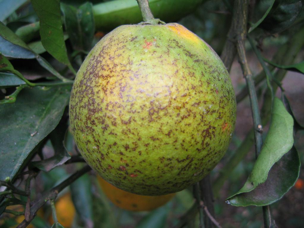 When the spots group together, they turn brown to black and the older lesions can become leathery. Virulent spot is found more on mature, older fruit at the end of the season. Figure 13.