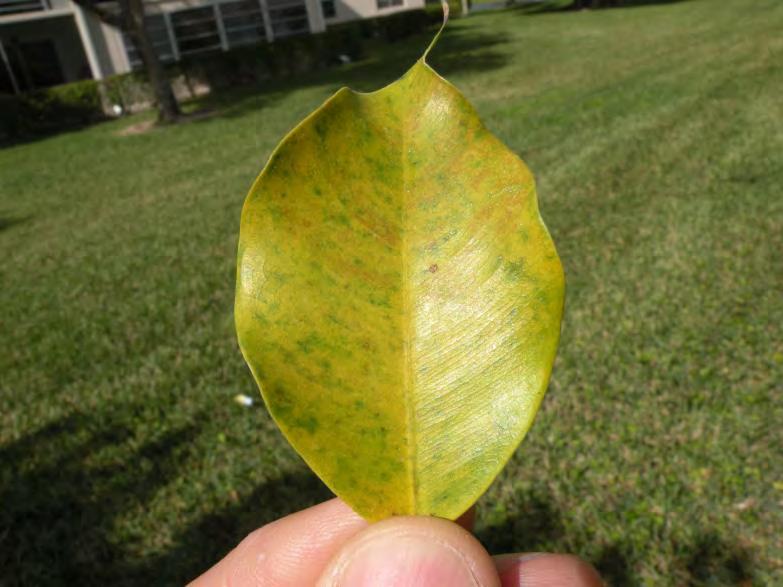 Ficus Whitefly Only