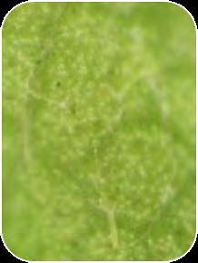 Ficus Whitefly Immature Stages The immature stages (typically found on the underside of leaves) tend to be flat,