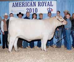 Champion Female. Purchased by Grady Dickerson.