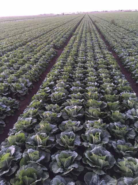 Lettuce Leaf Frost delays are expected throughout the week in the Yuma region. Yields and quality will suffer because of this. Cool nighttime temperatures are expected for the rest of the year.