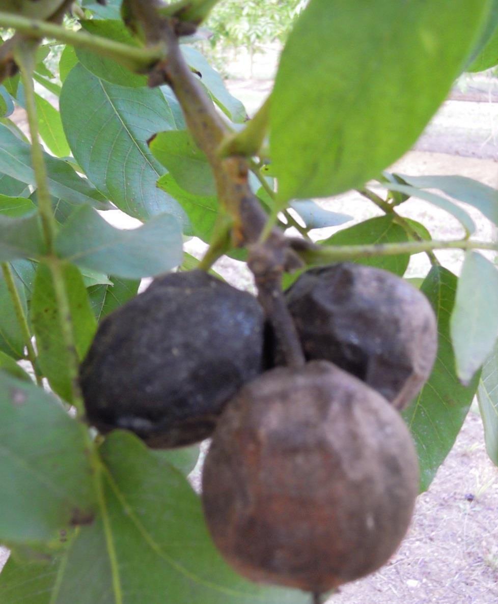 Infection of intact fruit in