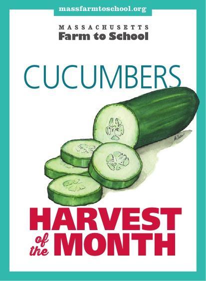 July Harvest Cucumbers! Cucumbers taste cool, mild and delicious. You will want to eat them up when served in chunks with dip, chopped in salad, or sliced as rounds for a snack.