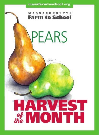 October Harvest PEARS! The Bartlett pear is the most popular variety. It was first planted in 1797 in Dorchester, Massachusetts. There are more than 3,000 varieties of pears worldwide!