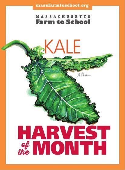November Harvest KALE! Kale tastes sweeter when grown in the fall after the weather turns frosty. It is a member of the cabbage or brassica family of plants. Look for kale in your meals.