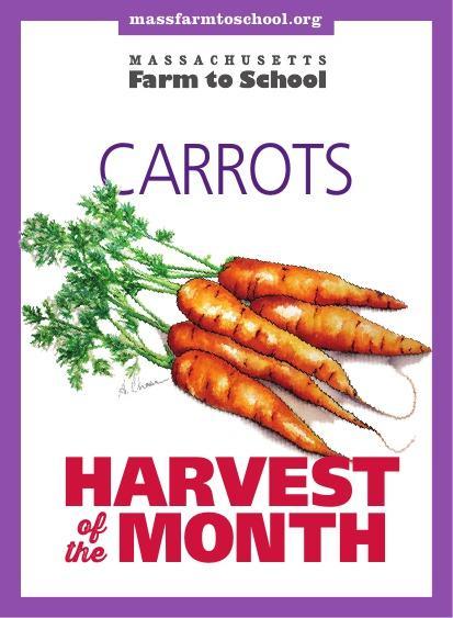 December Harvest CARROTS! A baby carrot is not really a baby. They are made from small pieces of carrots and cut to have a rounded end. Carrots may be orange, purple, white or yellow.