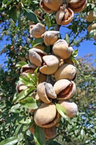 Considerations When Selecting Almond Varieties