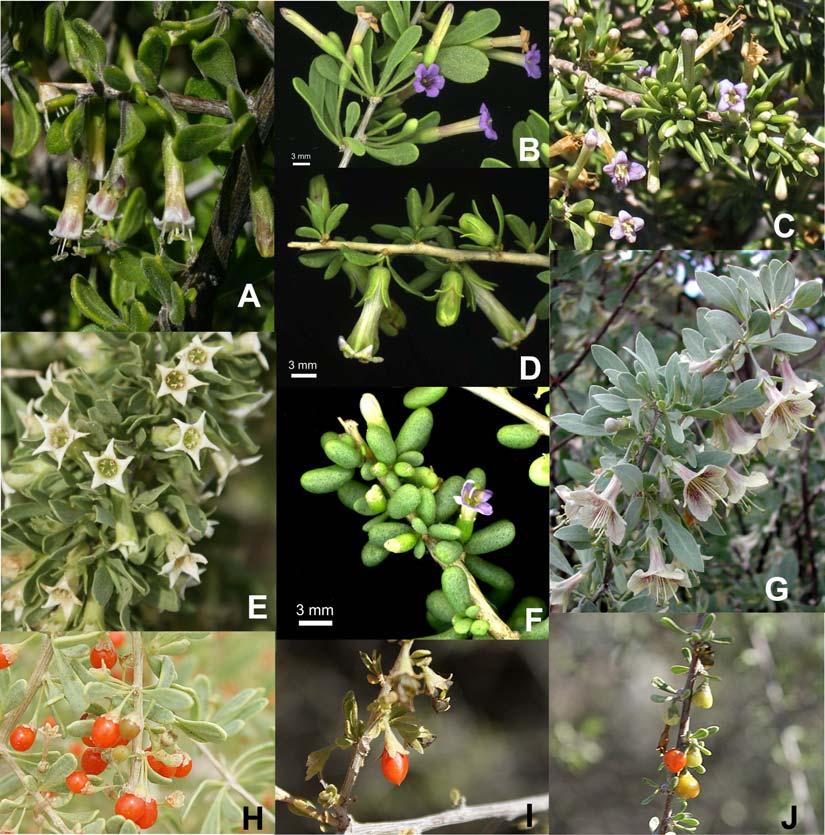2009 VASCULAR PLANTS OF ARIZONA 25 Solanaceae Figure 2. Lycium flowers and fruits: (A) L. exsertum (photo by E. Makings); (B) L. fremontii; (C) L. andersonii; (D) L.