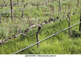 pruning should be performed in grapevines,