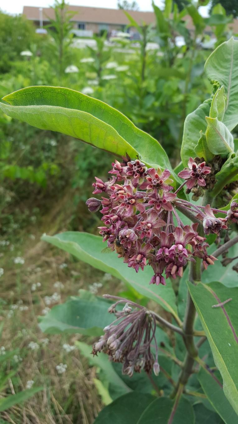 Common Milkweed Asclepias syriaca Description: Common Milkweed is a perennial, native wildflower that can grow 3-6 feet tall, with a spread of 12-18 inches.